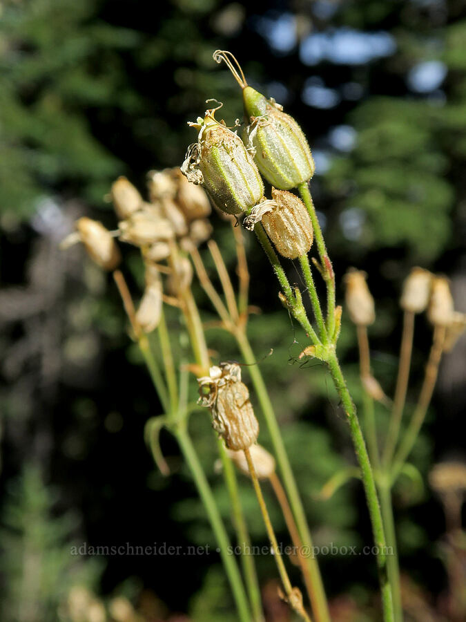 Douglas' catchfly, going to seed (Silene douglasii) [Steamboat Mountain Trail, Gifford Pinchot National Forest, Skamania County, Washington]