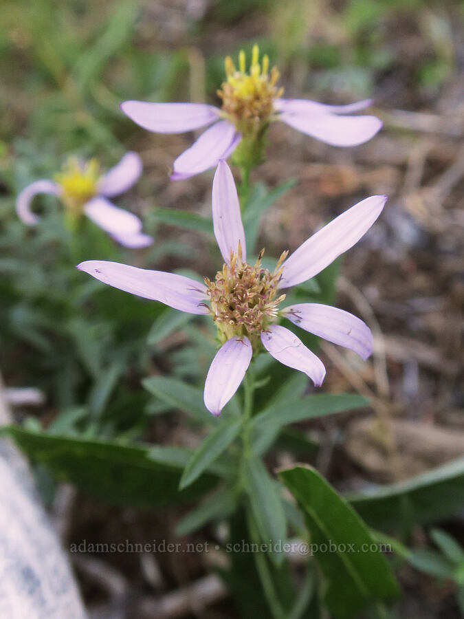 Cascade asters (Doellingeria ledophylla (Eucephalus ledophyllus) (Aster ledophyllus)) [Steamboat Mountain, Gifford Pinchot National Forest, Skamania County, Washington]