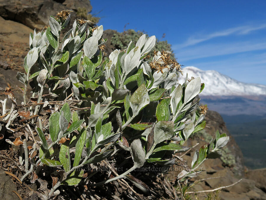 silver-back luina, gone to seed (Luina hypoleuca) [Steamboat Mountain, Gifford Pinchot National Forest, Skamania County, Washington]