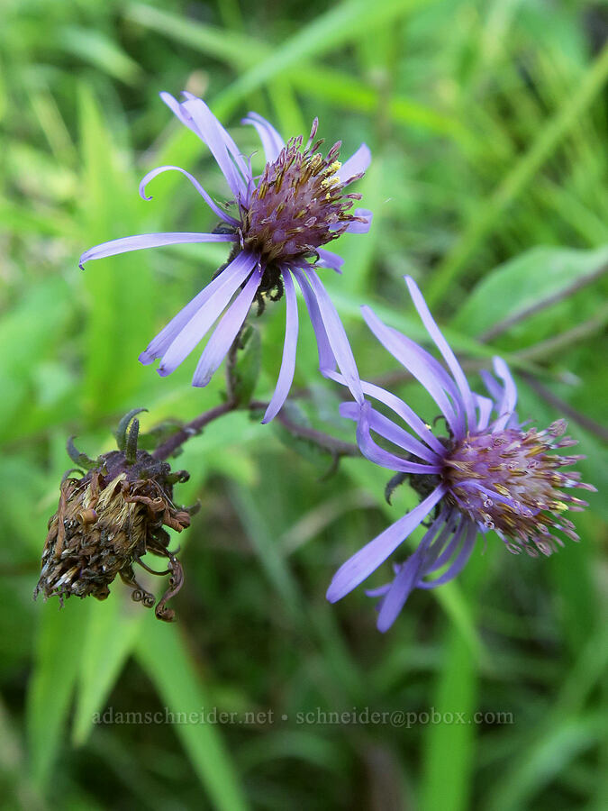 great northern aster (Canadanthus modestus) [Mosquito Lakes, Gifford Pinchot National Forest, Skamania County, Washington]