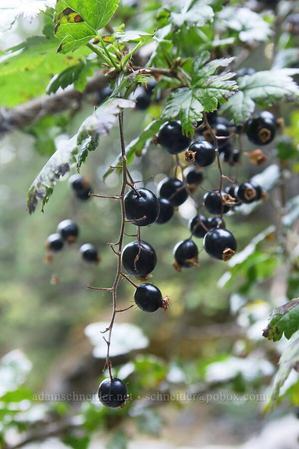 prickly/swamp currant berries (Ribes lacustre) [Little Goose Creek Canyon, Gifford Pinchot National Forest, Skamania County, Washington]