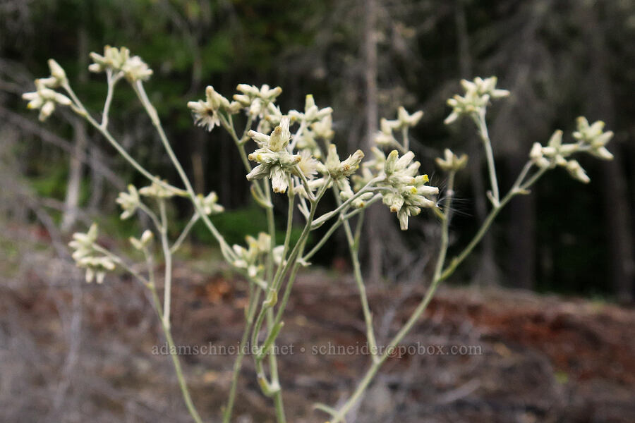 northwestern rabbit-tobacco (Pseudognaphalium thermale) [Little Goose Creek Canyon, Gifford Pinchot National Forest, Skamania County, Washington]