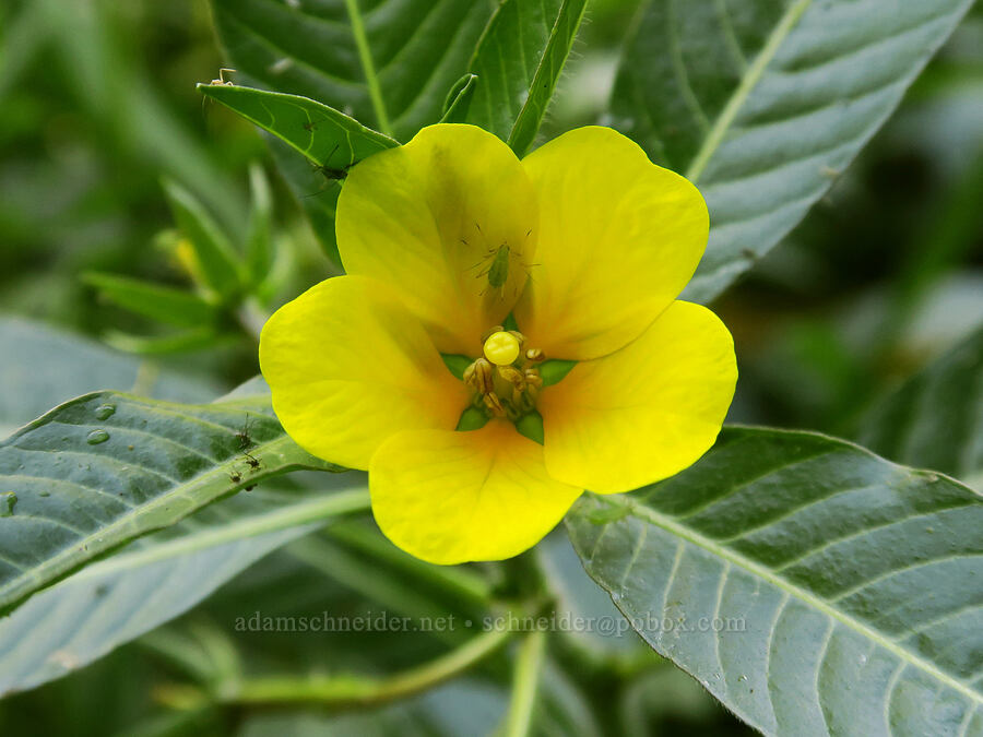 floating primrose-willow (water-primrose) (Ludwigia peploides ssp. montevidensis) [Smith & Bybee Wetlands, Portland, Multnomah County, Oregon]