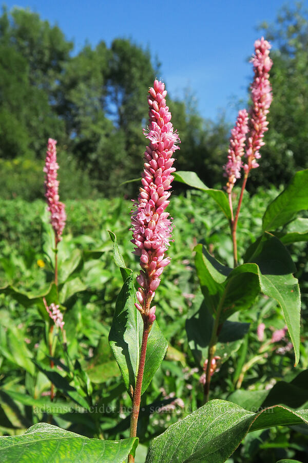 pink knotweed (water smartweed) (Persicaria amphibia (Polygonum amphibium)) [Smith & Bybee Wetlands, Portland, Multnomah County, Oregon]