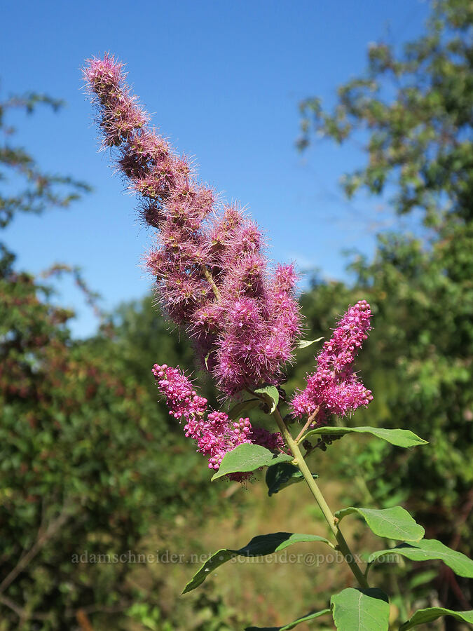 Douglas'/rose spirea (Spiraea douglasii) [Smith & Bybee Wetlands, Portland, Multnomah County, Oregon]