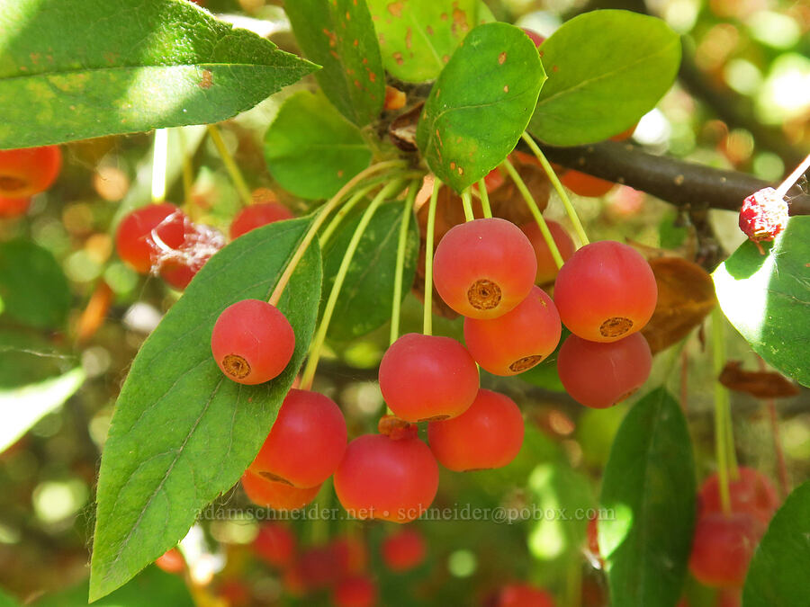 western crab-apple (Malus fusca) [Smith & Bybee Wetlands, Portland, Multnomah County, Oregon]