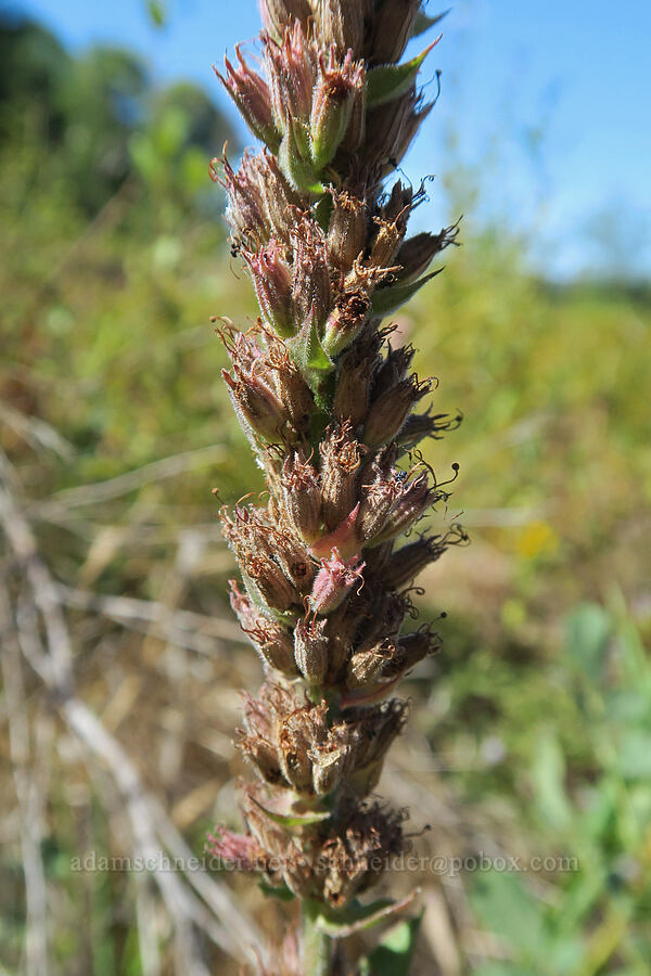 purple loosestrife, going to seed (Lythrum salicaria) [Smith & Bybee Wetlands, Portland, Multnomah County, Oregon]