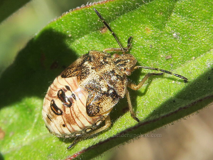stink bug nymph [Smith & Bybee Wetlands, Portland, Multnomah County, Oregon]