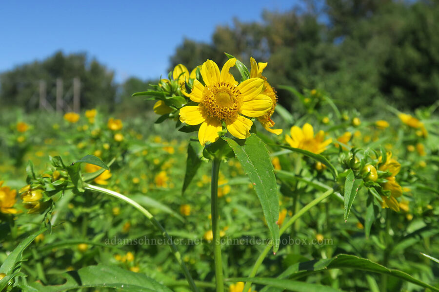 nodding beggar's-ticks (Bidens cernua) [Smith & Bybee Wetlands, Portland, Multnomah County, Oregon]