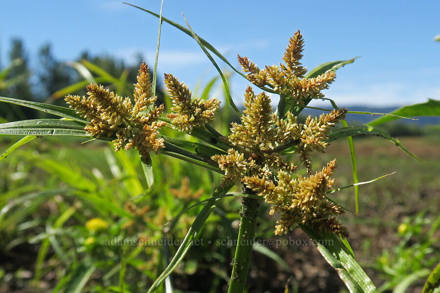 red-root flat-sedge (Cyperus erythrorhizos) [Smith & Bybee Wetlands, Portland, Multnomah County, Oregon]