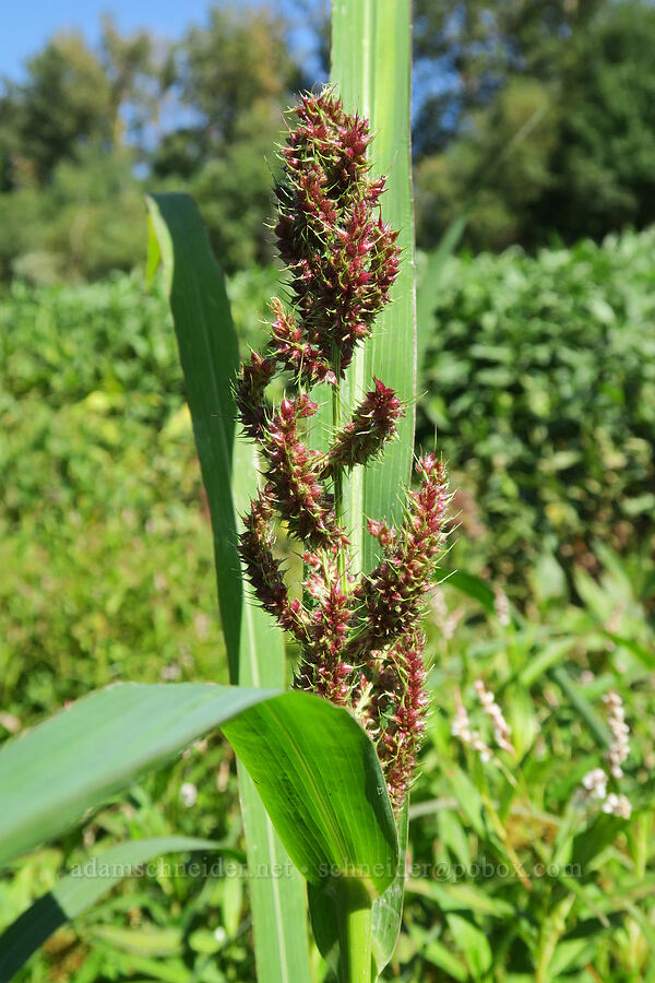 barnyard grass (Echinochloa crus-galli) [Smith & Bybee Wetlands, Portland, Multnomah County, Oregon]