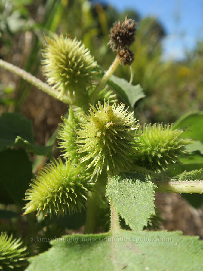 cockleburs (Xanthium strumarium) [Smith & Bybee Wetlands, Portland, Multnomah County, Oregon]