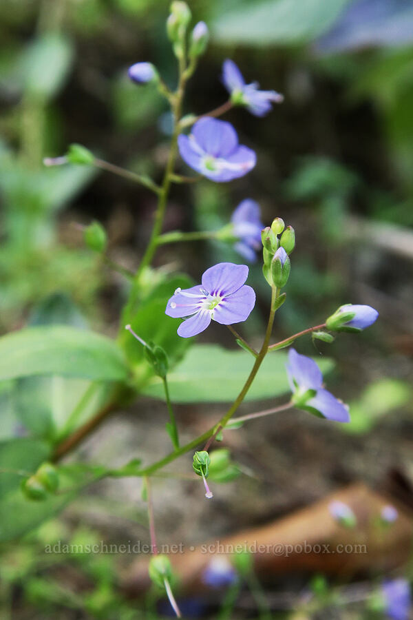American speedwell (Veronica americana) [Smith & Bybee Wetlands, Portland, Multnomah County, Oregon]