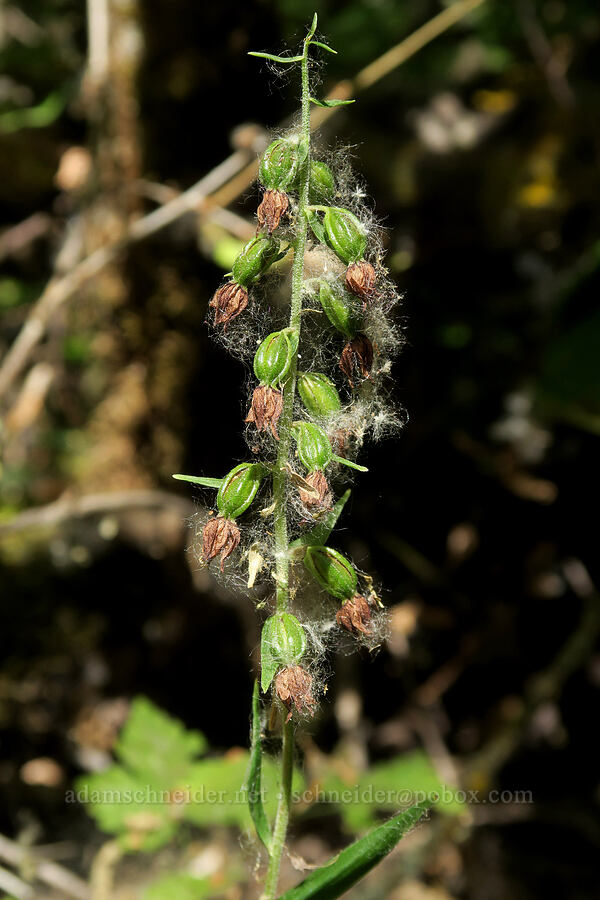 broad-leaf helleborine orchid, going to seed (Epipactis helleborine) [Smith & Bybee Wetlands, Portland, Multnomah County, Oregon]