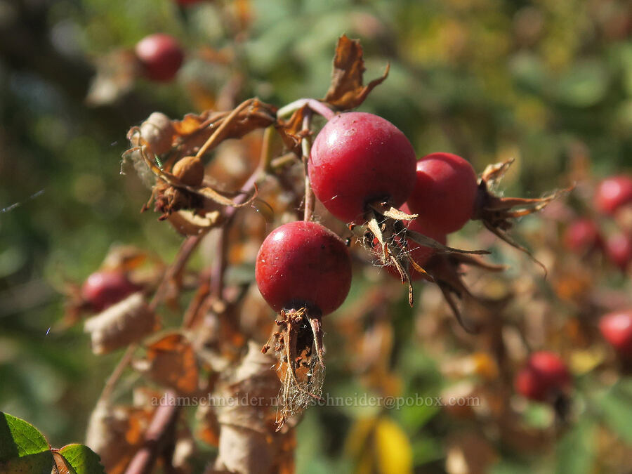 clustered wild rose hips (Rosa pisocarpa) [Smith & Bybee Wetlands, Portland, Multnomah County, Oregon]