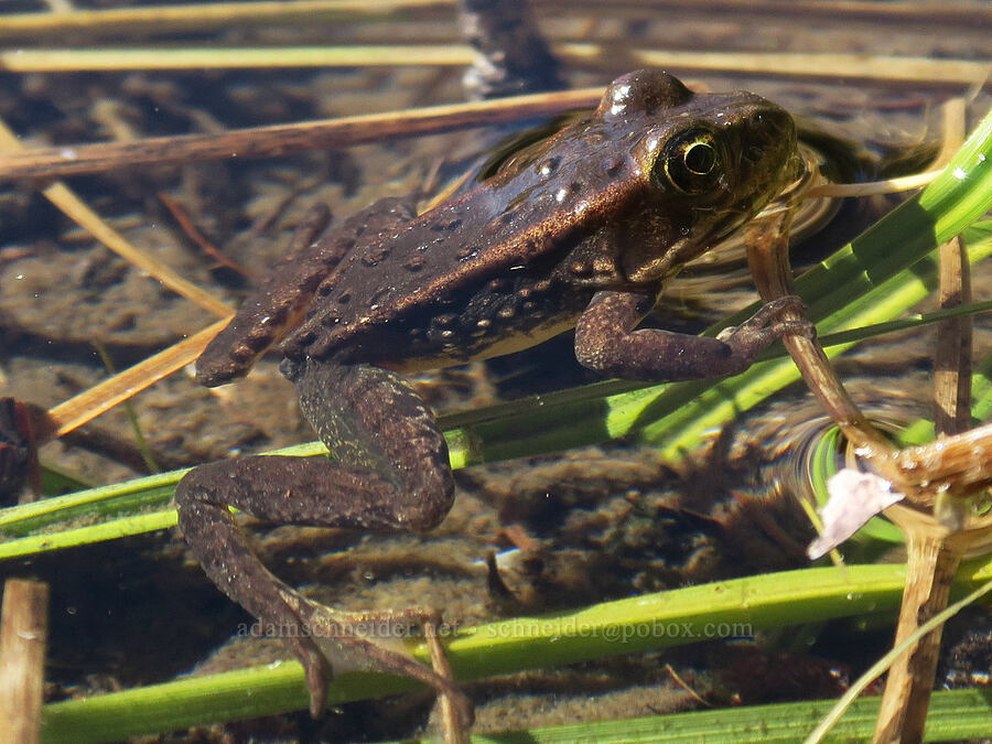 Cascades frog (Rana cascadae) [Thomas Lake Trail, Indian Heaven Wilderness, Skamania County, Washington]