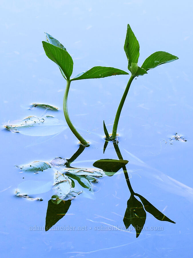 bog-bean leaves (Menyanthes trifoliata) [Heather Lake, Indian Heaven Wilderness, Skamania County, Washington]