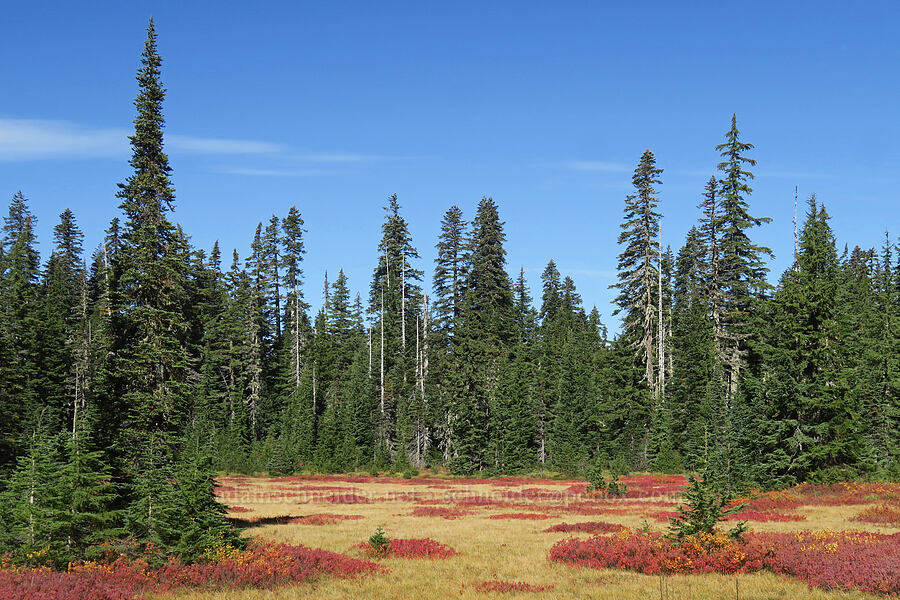 autumn meadow [Thomas Lake Trail, Indian Heaven Wilderness, Skamania County, Washington]