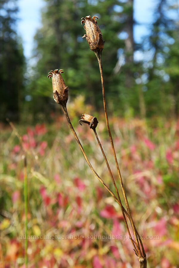 shooting stars, gone to seed (Dodecatheon sp. (Primula sp.)) [Old Cascade Crest Trail, Indian Heaven Wilderness, Skamania County, Washington]