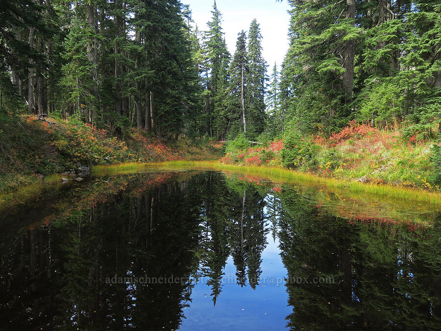 fall colors & a pond [Old Cascade Crest Trail, Indian Heaven Wilderness, Skamania County, Washington]