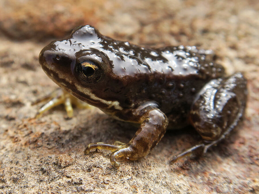 Cascades frog (Rana cascadae) [Lake Sahalee Tyee, Indian Heaven Wilderness, Skamania County, Washington]