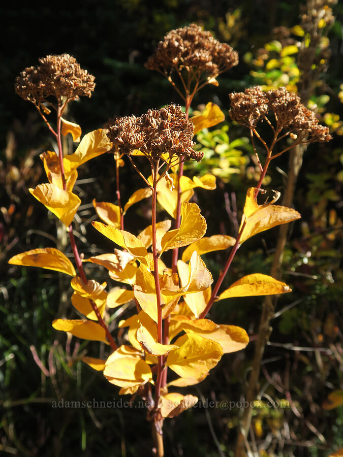 white spirea, gone to seed (Spiraea lucida (Spiraea betulifolia var. lucida)) [Thomas Lake Trail, Indian Heaven Wilderness, Skamania County, Washington]