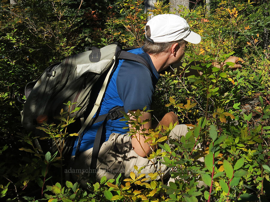 Adam eating blueberries [Thomas Lake Trail, Gifford Pinchot National Forest, Skamania County, Washington]