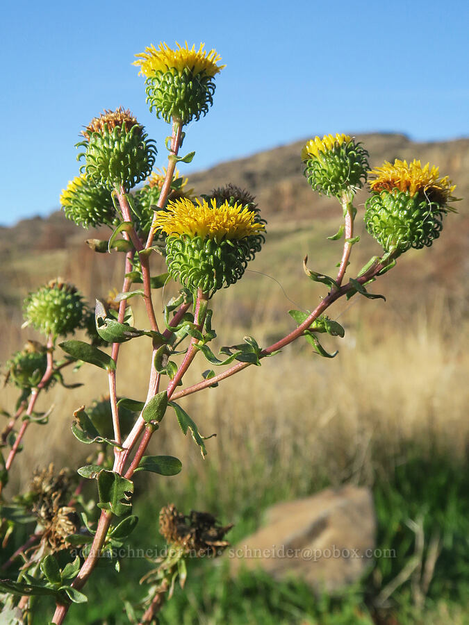 Columbia gumweed (Grindelia hirsutula (Grindelia nana var. discoidea)) [Crawford Oaks Trailhead, Klickitat County, Washington]