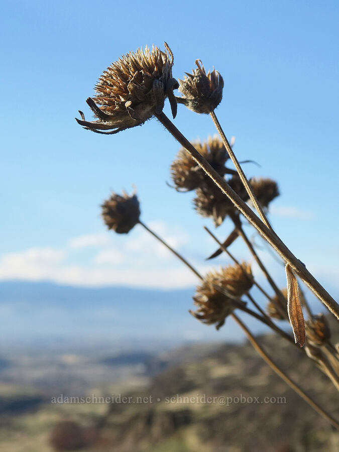 dried balsamroot heads (Balsamorhiza sp.) [Columbia Hills State Park, Klickitat County, Washington]