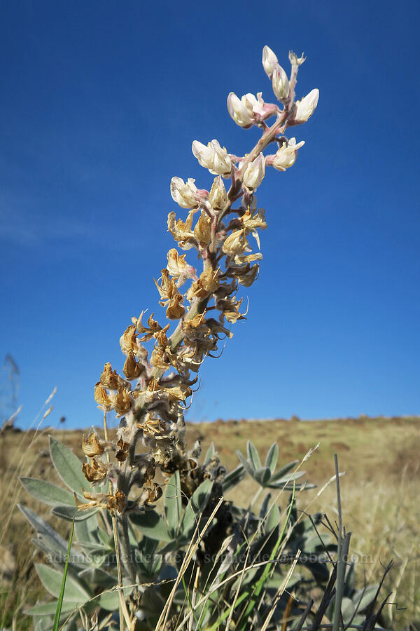 velvet lupine (Lupinus leucophyllus) [Columbia Hills State Park, Klickitat County, Washington]