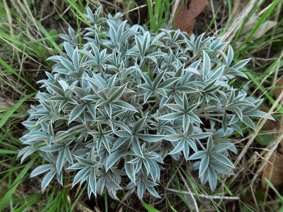 lupine leaves (Lupinus sp.) [Columbia Hills State Park, Klickitat County, Washington]