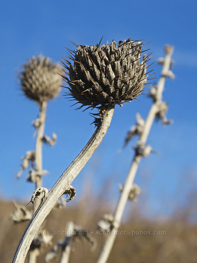 wavy-leaf thistle, gone to seed (Cirsium undulatum) [Columbia Hills State Park, Klickitat County, Washington]