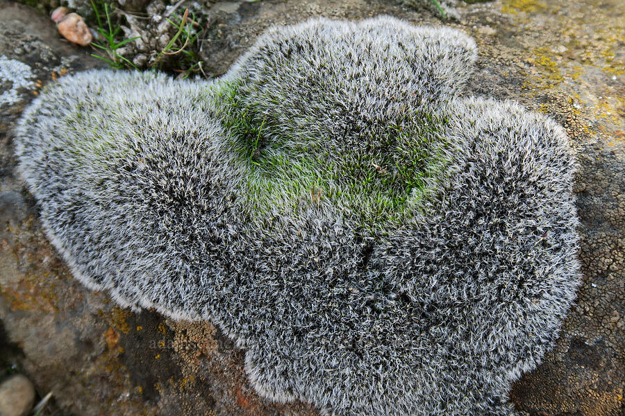 grimmia moss (Grimmia sp.) [Columbia Hills State Park, Klickitat County, Washington]