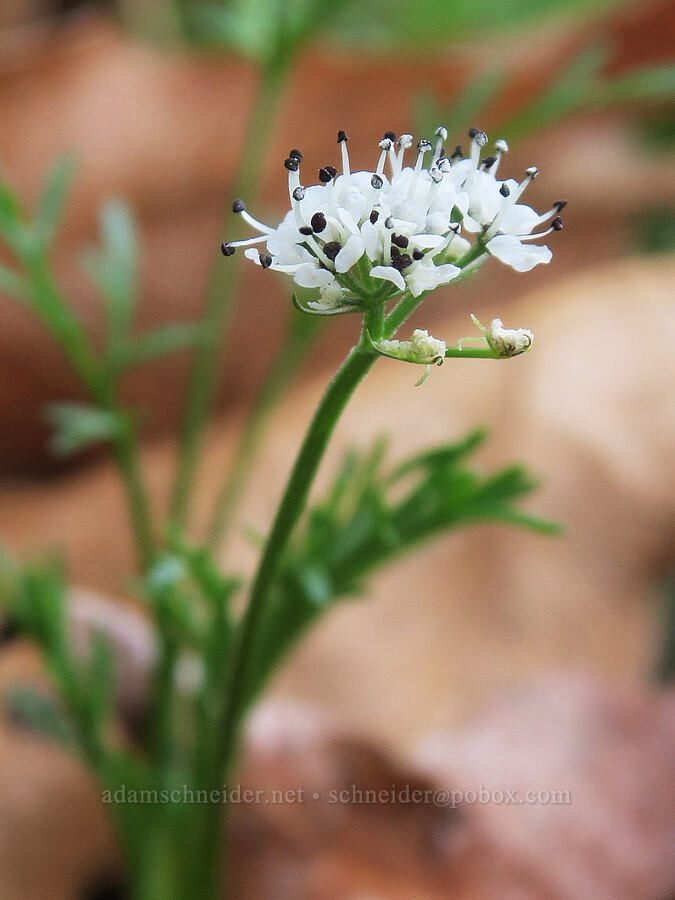 Gorman's desert parsley (salt-and-pepper) (Lomatium gormanii) [Columbia Hills State Park, Klickitat County, Washington]