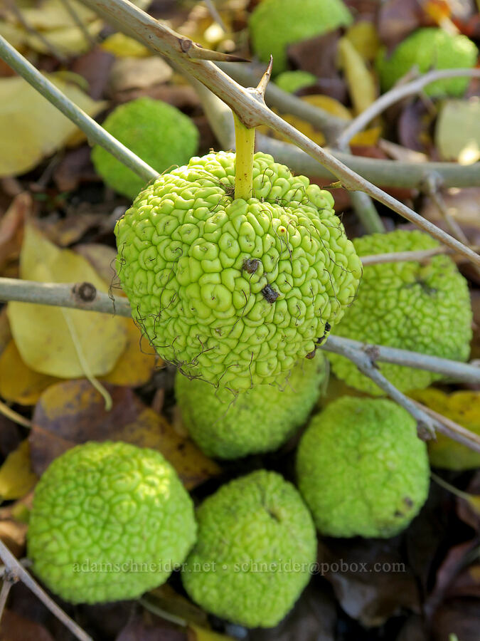 Osage oranges (Maclura pomifera) [Crawford Oaks Trailhead, Klickitat County, Washington]