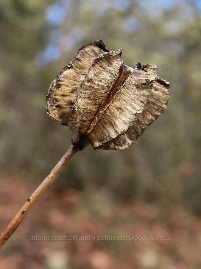 checker lily seed-pod (Fritillaria affinis) [Dog Mountain Trail, Gifford Pinchot National Forest, Skamania County, Washington]