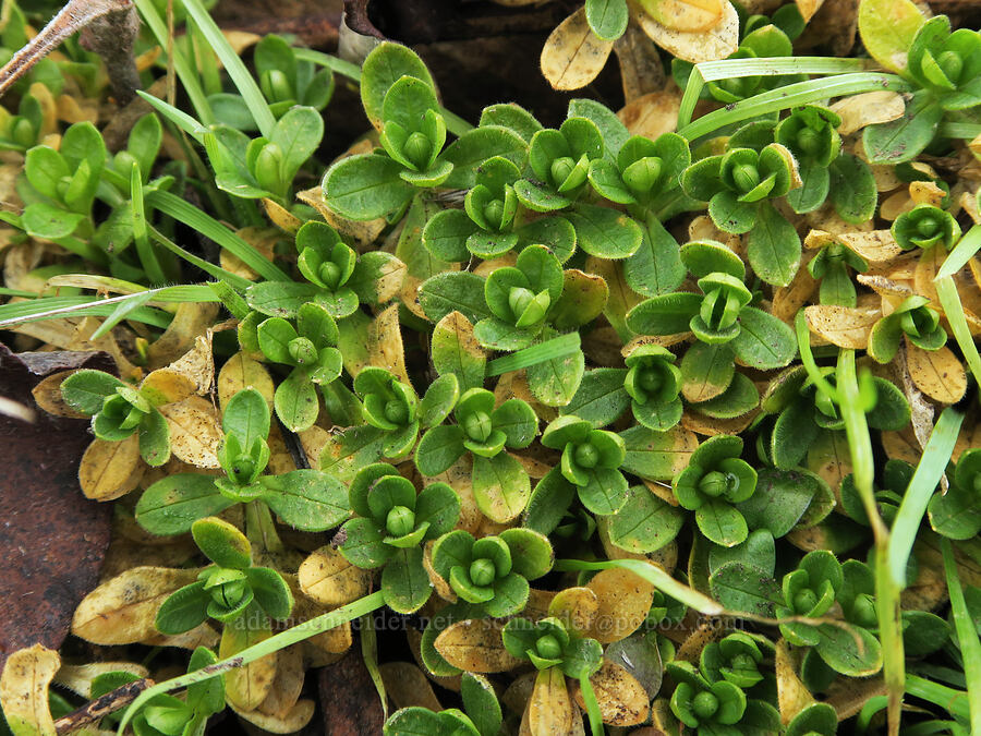 chickweed leaves (Cerastium sp.) [Dog Mountain Trail, Gifford Pinchot National Forest, Skamania County, Washington]