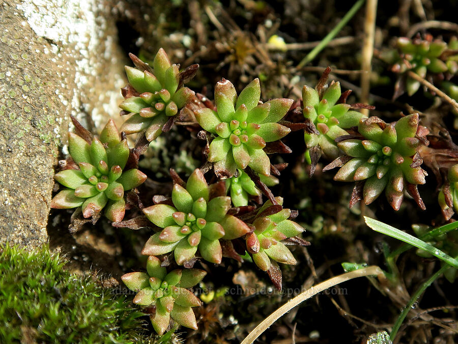 worm-leaf stonecrop leaves (Sedum stenopetalum) [Dog Mountain Trail, Gifford Pinchot National Forest, Skamania County, Washington]