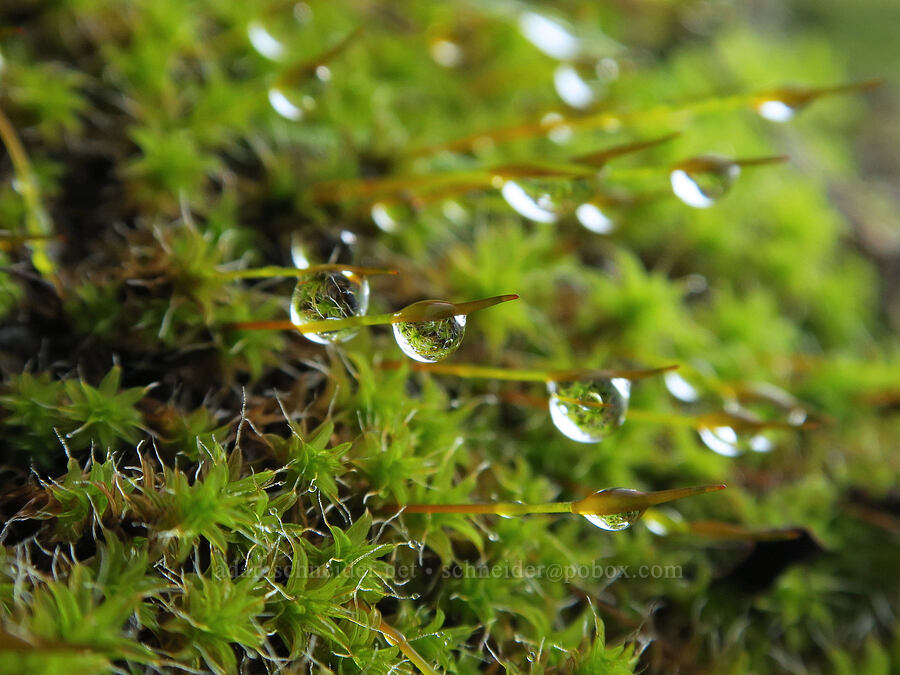 moss [Dog Mountain Trail, Gifford Pinchot National Forest, Skamania County, Washington]