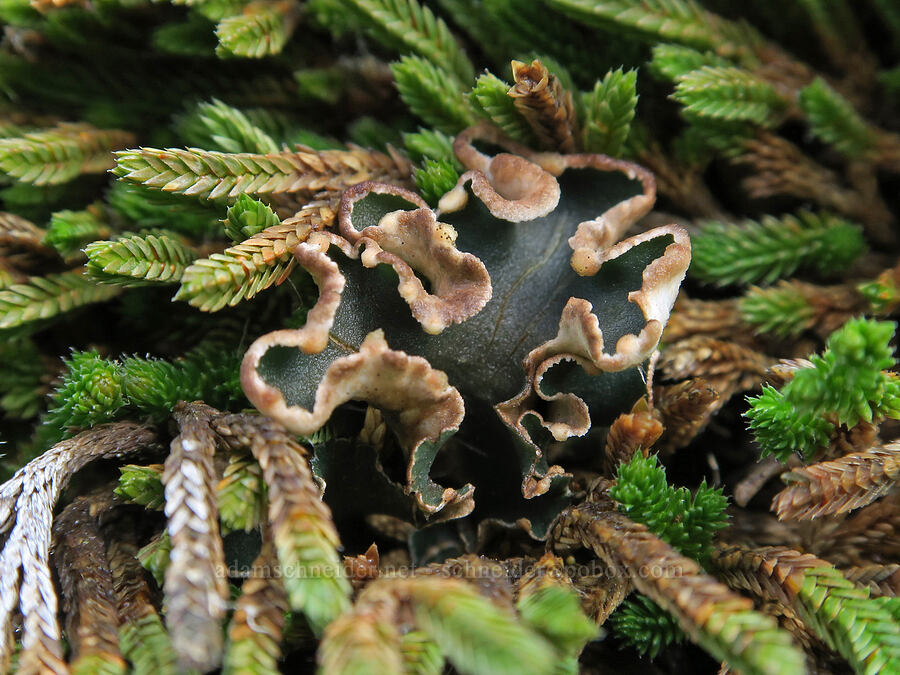 pelt lichen & spike-moss (Peltigera sp., Selaginella wallacei) [Dog Mountain Trail, Gifford Pinchot National Forest, Skamania County, Washington]