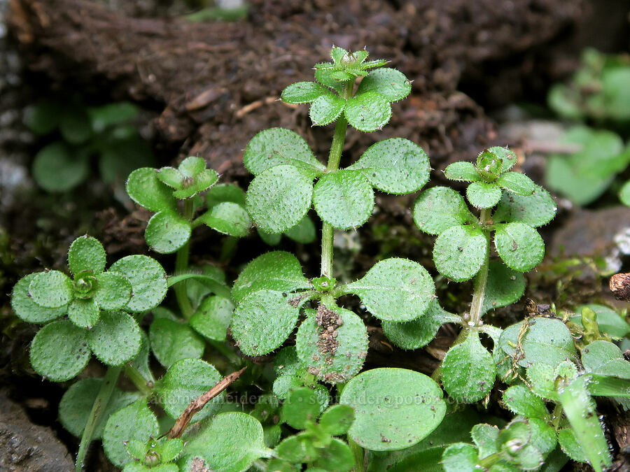 common bedstraw leaves (Galium aparine) [Dog Mountain Trail, Gifford Pinchot National Forest, Skamania County, Washington]