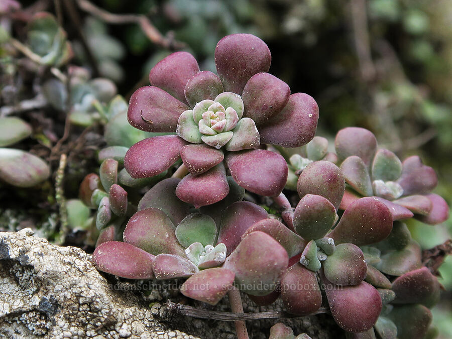 broad-leaf stonecrop leaves (Sedum spathulifolium) [Dog Mountain Trail, Gifford Pinchot National Forest, Skamania County, Washington]