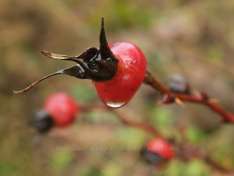 last year's rose hips (Rosa nutkana) [Dog Mountain Trail, Gifford Pinchot National Forest, Skamania County, Washington]
