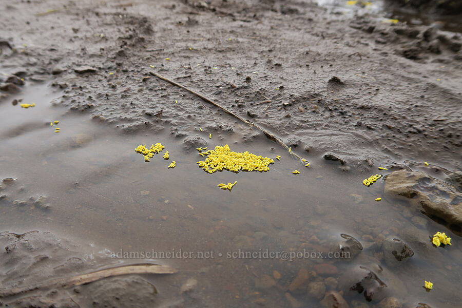 golden snow-fleas (Hymenaphorura cocklei) [Dog Mountain Trail, Gifford Pinchot National Forest, Skamania County, Washington]
