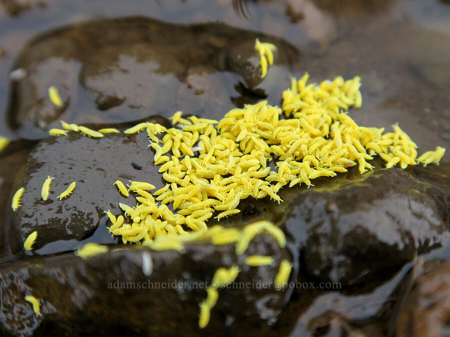 golden snow-fleas (Hymenaphorura cocklei) [Dog Mountain Trail, Gifford Pinchot National Forest, Skamania County, Washington]