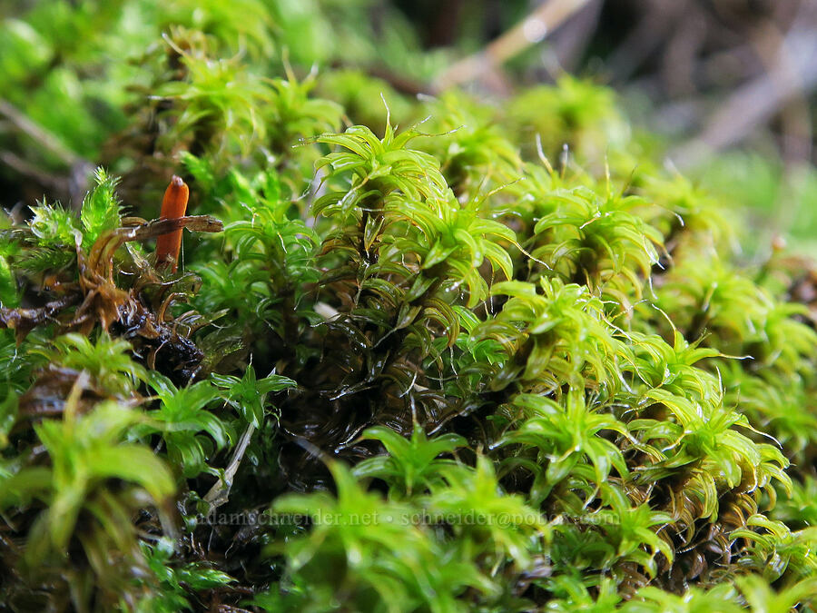 moss [Dog Mountain Trail, Gifford Pinchot National Forest, Skamania County, Washington]