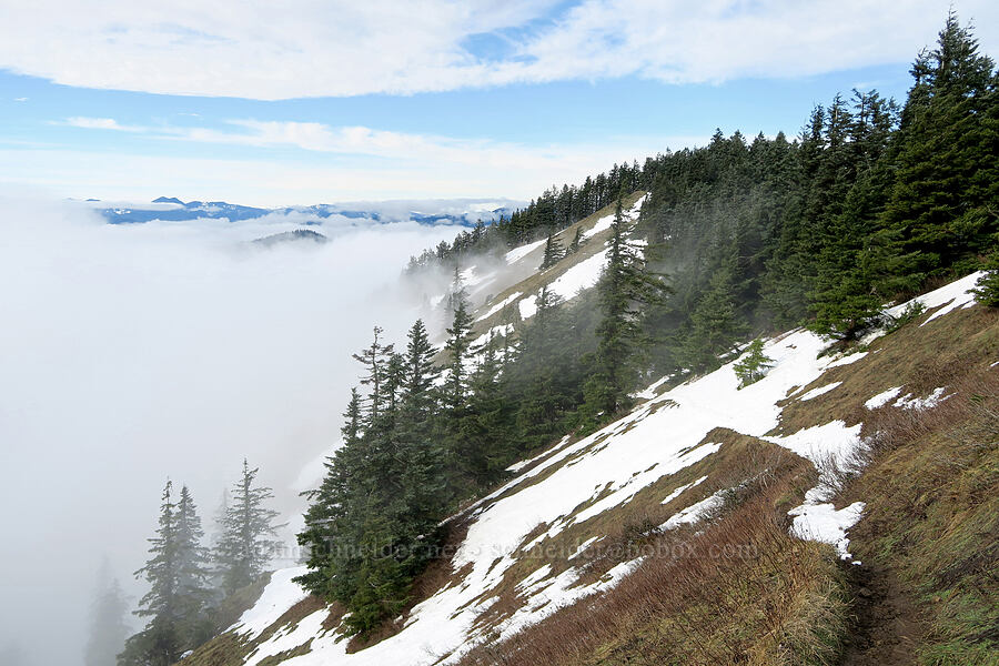 summit meadows [Dog-Augspurger Tie Trail, Gifford Pinchot National Forest, Skamania County, Washington]