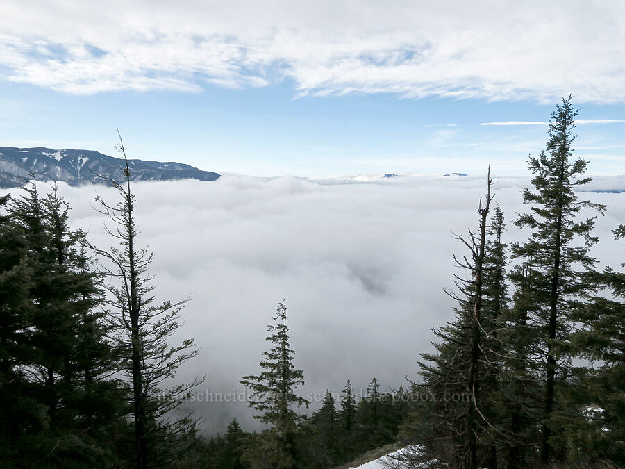 fog filling the Gorge [Dog-Augspurger Tie Trail, Gifford Pinchot National Forest, Skamania County, Washington]