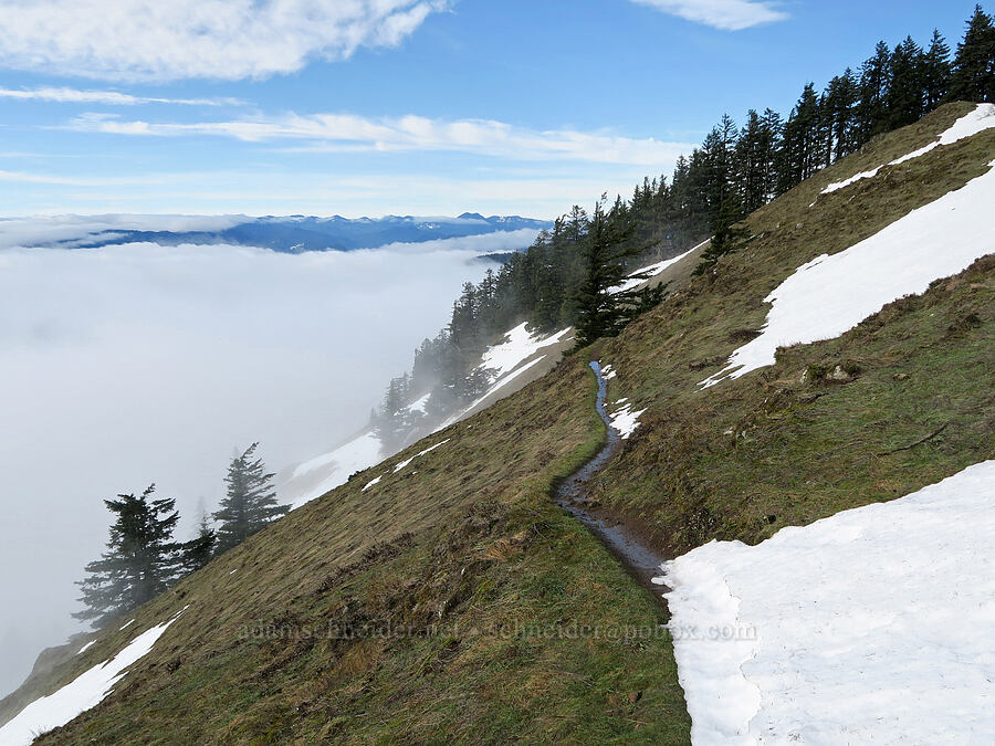 the trail [Dog-Augspurger Tie Trail, Gifford Pinchot National Forest, Skamania County, Washington]