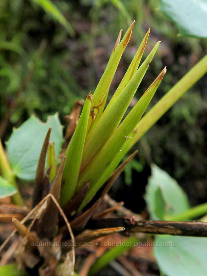 new growth on Oregon-grape (Mahonia nervosa (Berberis nervosa)) [Augspurger Trail, Gifford Pinchot National Forest, Skamania County, Washington]
